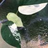 Variegated Chiapense