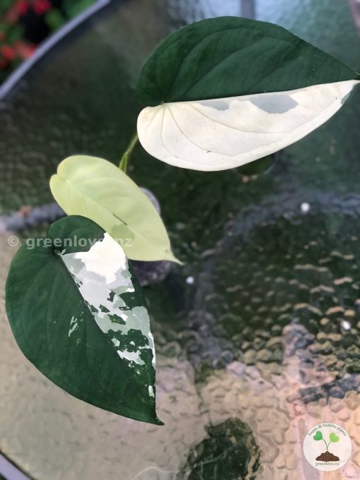 Variegated Chiapense