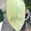 Variegated Chiapense
