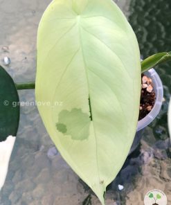 Variegated Chiapense