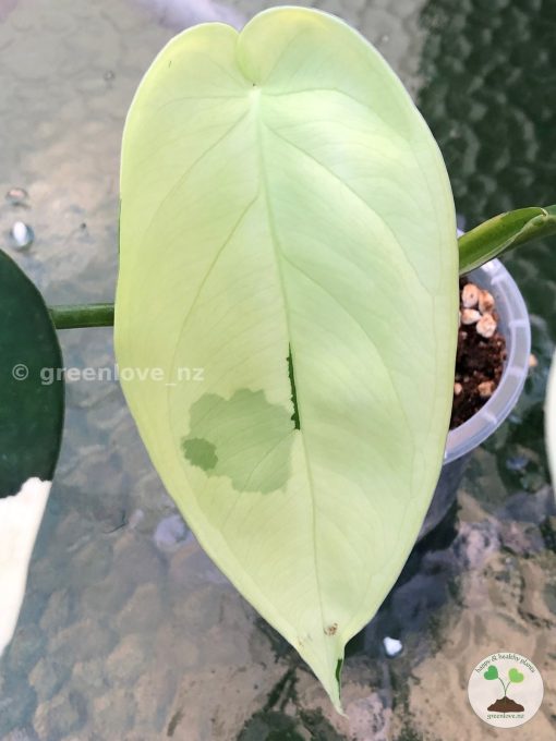 Variegated Chiapense