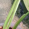 Variegated Chiapense