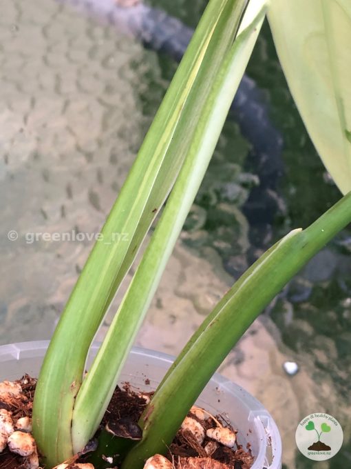 Variegated Chiapense