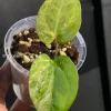 Anthurium ‘Ace of Spades’ Variegated