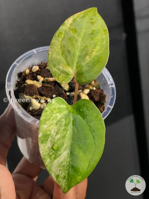 Anthurium ‘Ace of Spades’ Variegated