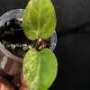 Anthurium ‘Ace of Spades’ Variegated