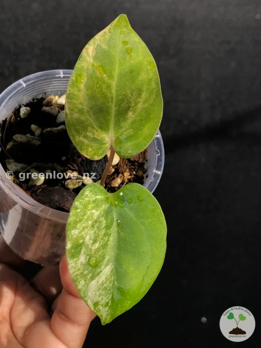 Anthurium ‘Ace of Spades’ Variegated