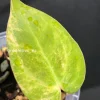 Anthurium ‘AOS’ Variegated