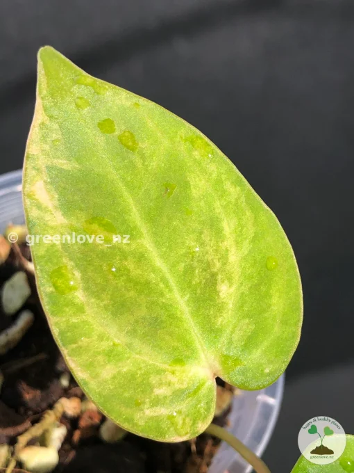 Anthurium ‘AOS’ Variegated