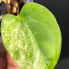 Anthurium AOS Variegated