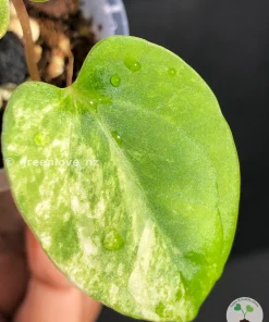 Anthurium AOS Variegated