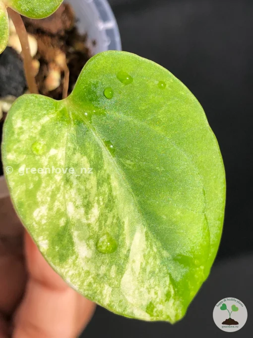 Anthurium AOS Variegated