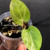 Anthurium ‘Ace of Spades’ Variegated