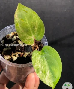 Anthurium ‘Ace of Spades’ Variegated