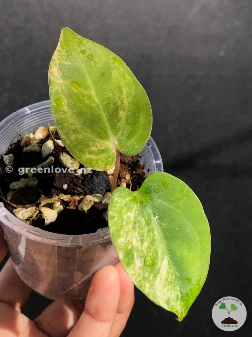 Anthurium ‘Ace of Spades’ Variegated