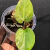 Anthurium ‘Ace of Spades’ Variegated