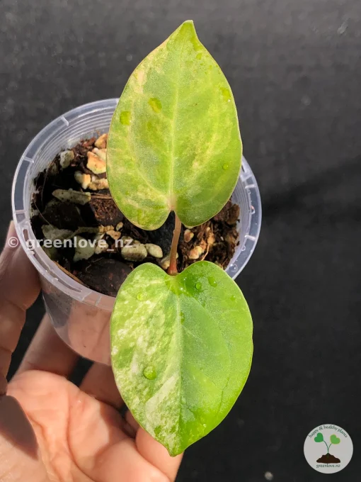 Anthurium ‘Ace of Spades’ Variegated