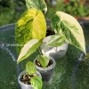 Anthurium ‘Ace of Spades’ Variegated
