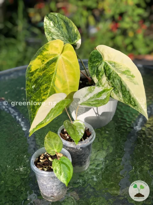 Anthurium ‘Ace of Spades’ Variegated
