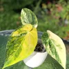 Anthurium ‘Ace of Spades’ Variegated