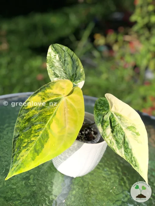 Anthurium ‘Ace of Spades’ Variegated