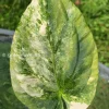 Anthurium ‘Ace of Spades’ Variegated