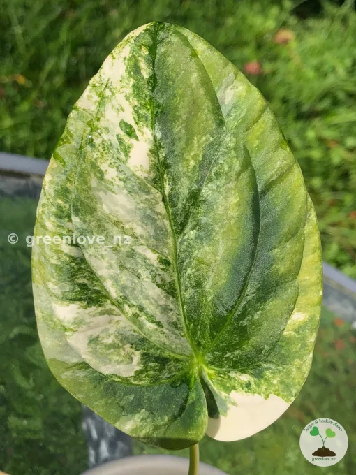 Anthurium ‘Ace of Spades’ Variegated