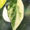 Anthurium ‘Ace of Spades’ Variegated