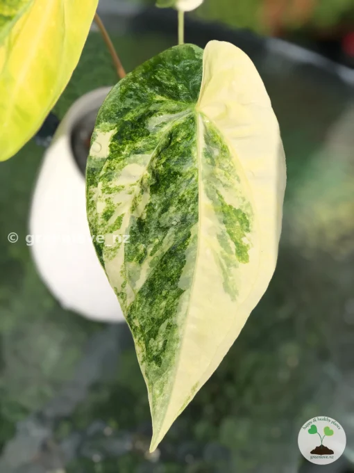 Anthurium ‘Ace of Spades’ Variegated