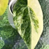 Anthurium ‘Ace of Spades’ Variegated