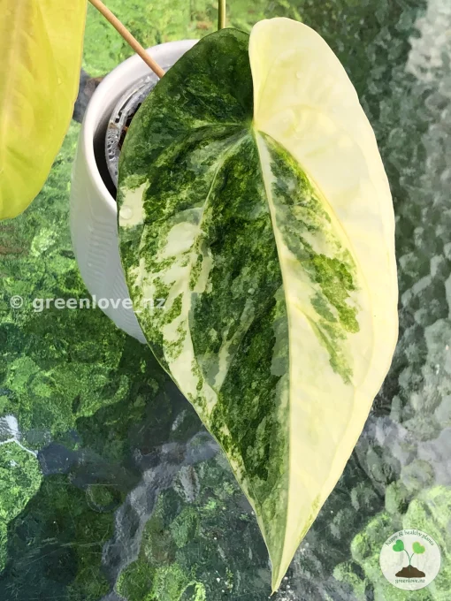 Anthurium ‘Ace of Spades’ Variegated