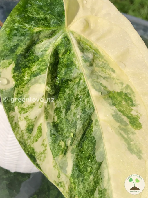 Anthurium ‘Ace of Spades’ Variegated