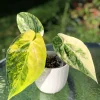 Anthurium ‘Ace of Spades’ Variegated