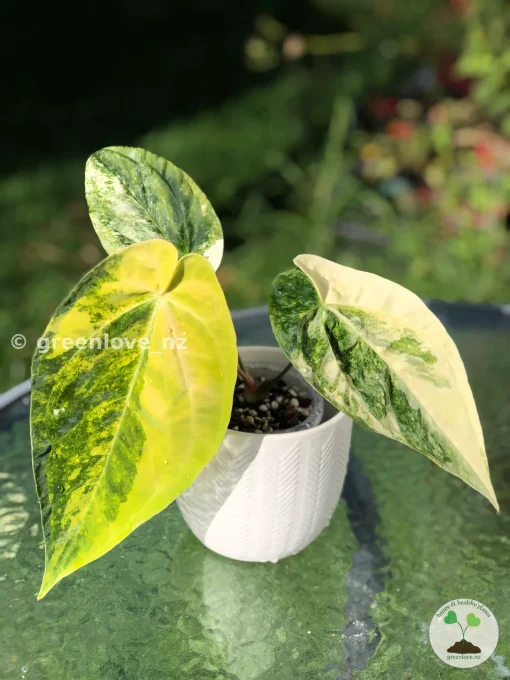 Anthurium ‘Ace of Spades’ Variegated