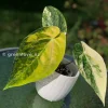 Anthurium ‘Ace of Spades’ Variegated
