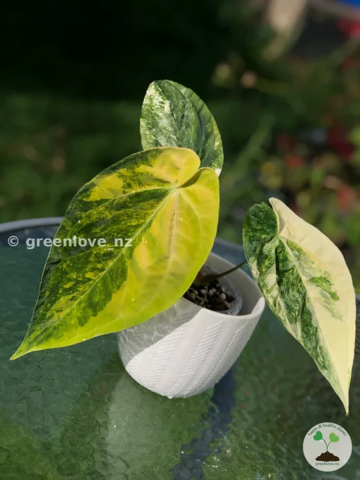 Anthurium ‘Ace of Spades’ Variegated