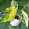 Anthurium ‘Ace of Spades’ Variegated