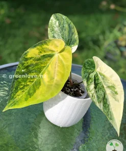 Anthurium ‘Ace of Spades’ Variegated