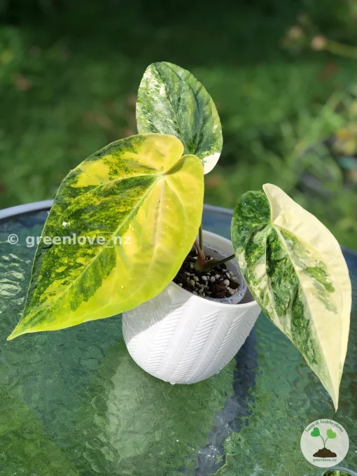 Anthurium ‘Ace of Spades’ Variegated
