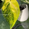 Anthurium ‘Ace of Spades’ Variegated