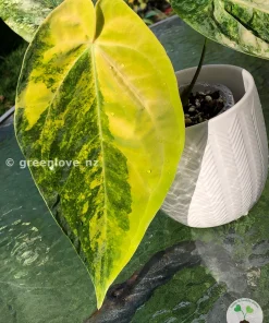 Anthurium ‘Ace of Spades’ Variegated
