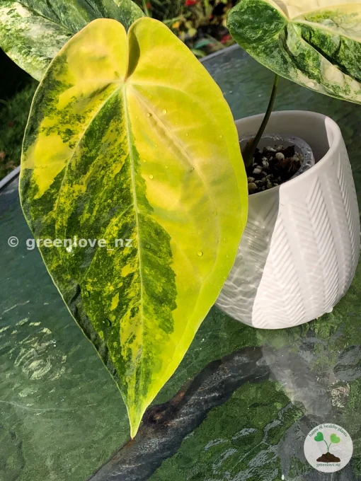 Anthurium ‘Ace of Spades’ Variegated
