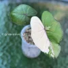Alocasia Yucatan Princess Pink Variegated