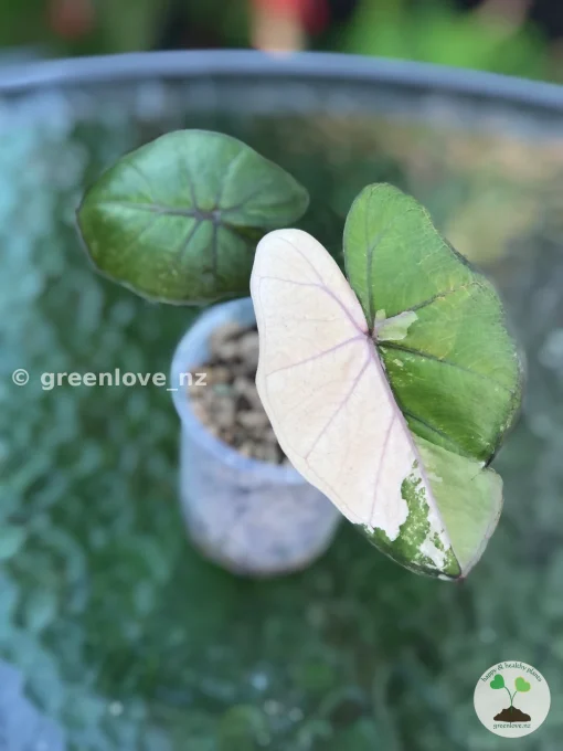 Alocasia Yucatan Princess Pink Variegated