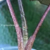 Alocasia Yucatan Princess Pink Variegated