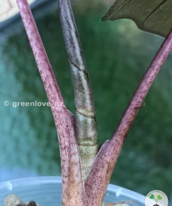 Alocasia Yucatan Princess Pink Variegated