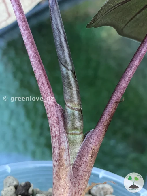 Alocasia Yucatan Princess Pink Variegated