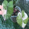 Alocasia Yucatan Princess Pink Variegated