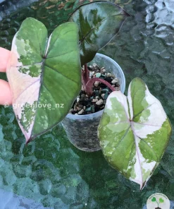 Alocasia Yucatan Princess Pink Variegated