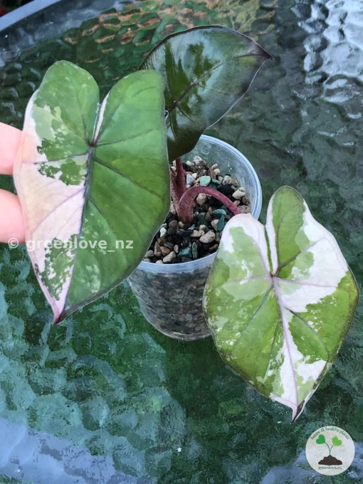 Alocasia Yucatan Princess Pink Variegated